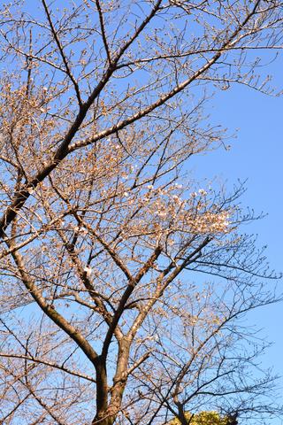 桜縦2.JPG