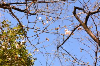 桜1.JPG